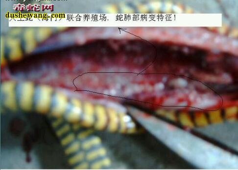 【蛇肺炎图片】一组蛇肺炎图片识别