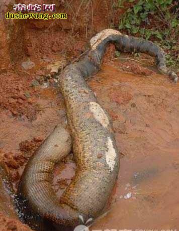 挖掘机挖出巨蛇图片
