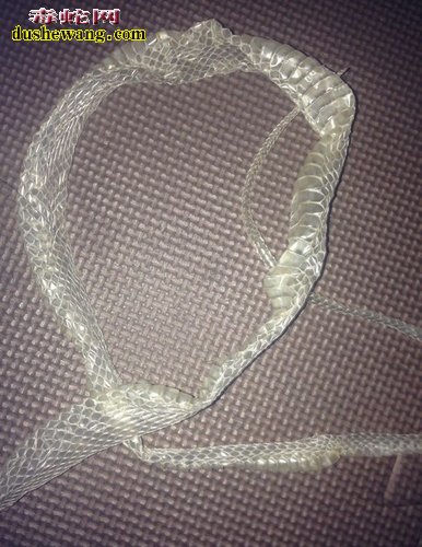 翠青蛇一年蜕皮几次