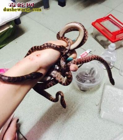 赤链蛇到底有没有毒