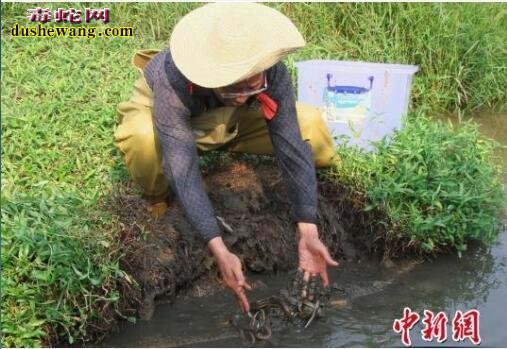 水蛇养殖场建设图