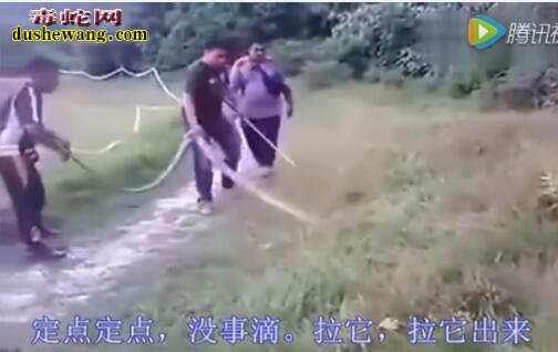 恐怖!广西小伙伴徒手捕捉最大眼镜王蛇 可以奥斯汀媲美