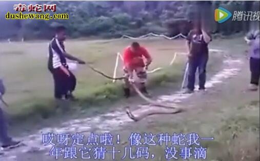 恐怖!广西小伙伴徒手捕捉最大眼镜王蛇 可以奥斯汀媲美