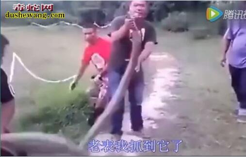 恐怖!广西小伙伴徒手捕捉最大眼镜王蛇 可以奥斯汀媲美