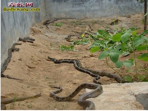 【顾学玲养蛇】顾学玲培训养蛇是骗人的吗?