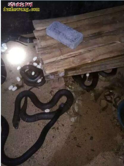 养蛇赚钱么