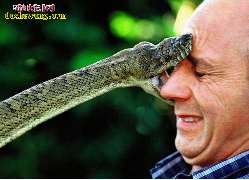蛇吻图片