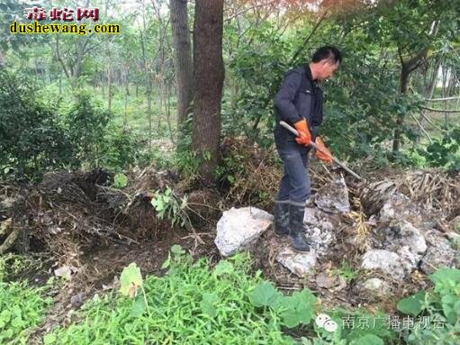 200条毒蛇越狱:毒蛇去哪儿了?