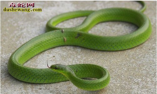 一米长的翠青蛇多少岁？