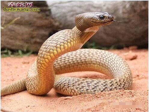 世界十大最恐怖毒蛇，太攀蛇高居榜首！