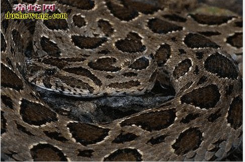 世界十大最恐怖毒蛇，太攀蛇高居榜首！