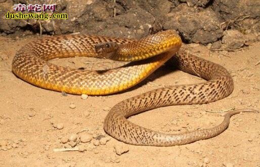 喜马拉雅白头蛇世界最毒? 太攀蛇vs喜马拉雅白头蛇！
