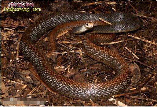喜马拉雅白头蛇世界最毒? 太攀蛇vs喜马拉雅白头蛇！