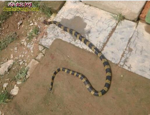 金脚带蛇图片