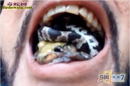 男子表演将毒蛇当三明治塞进嘴里！