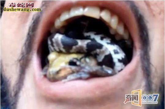 男子表演将毒蛇当三明治塞进嘴里!