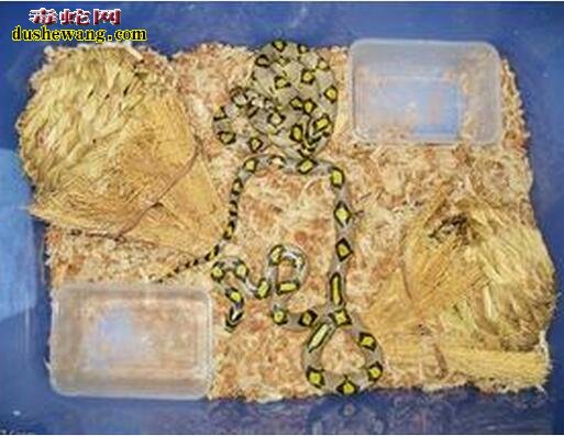 玉斑锦蛇饲养