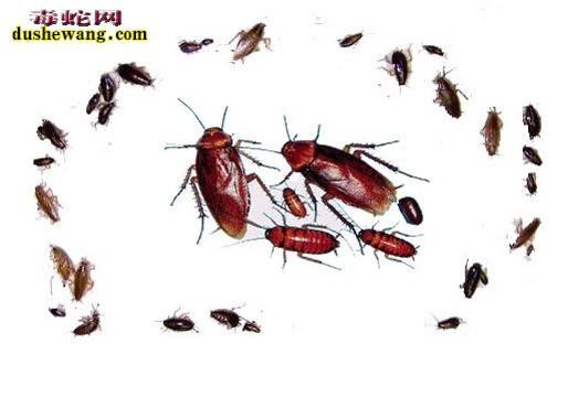 养蛇场-环境杀虫药
