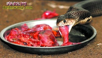 蛇开胃报价药-蛇健壮宝