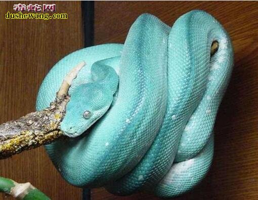 蓝蛇多少钱 蓝蛇价格
