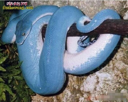 蓝蛇图片