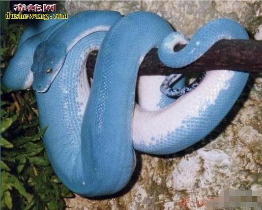 蓝树蛇 蓝血绿树蟒
