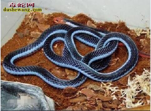 蓝长腺珊瑚蛇饲养方法