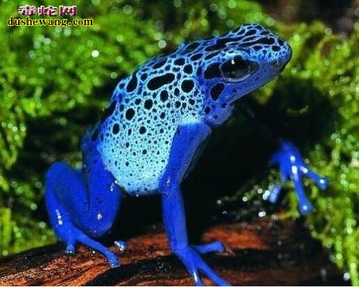 绝美蓝长腺珊瑚蛇 世界上各种奇异蓝色动物欣赏