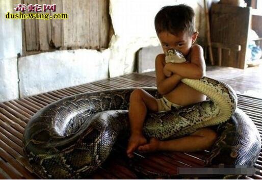看家蛇看小孩