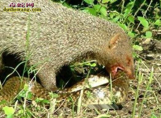 蛇獴养殖