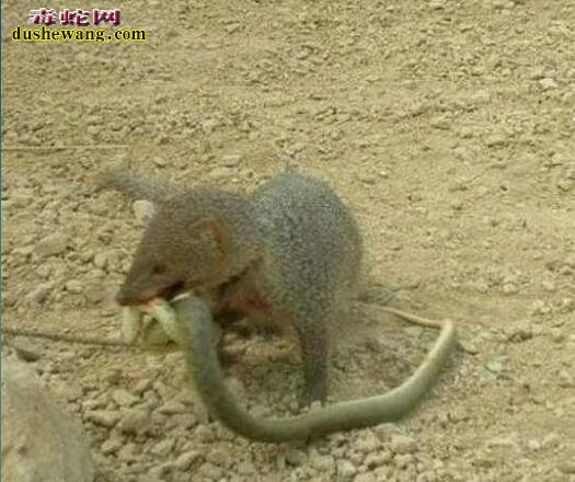 红颊獴图片