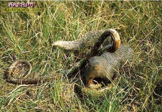 红颊獴图片