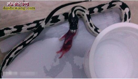 黑白王蛇不开食