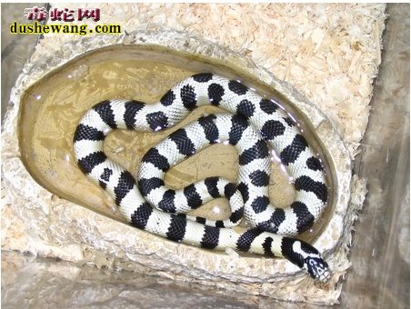 宠物黑白王蛇
