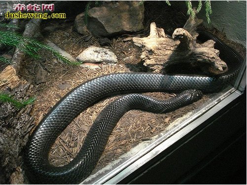 森林王蛇图片
