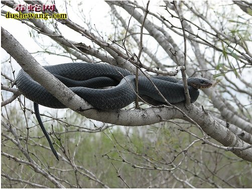 森林王蛇图片