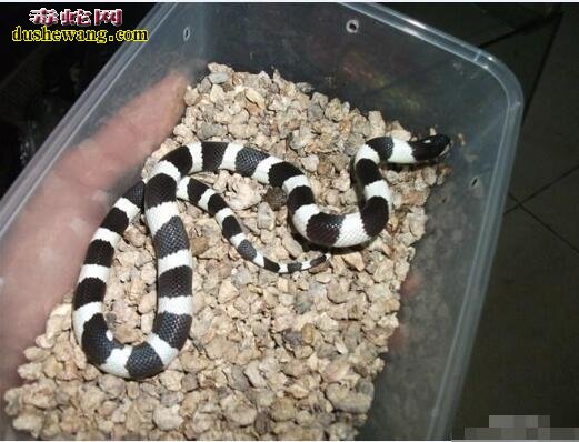 黑白王蛇图片