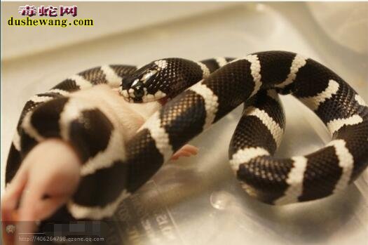 黑白王蛇图片
