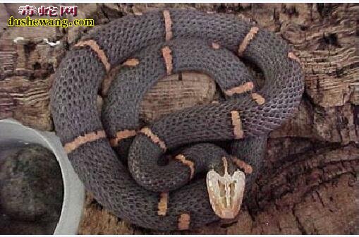 喜玛拉雅白头蛇多少钱