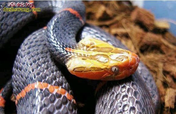 喜玛拉雅白头蛇形态特征