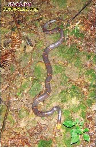 喜玛拉雅白头蛇生活习性