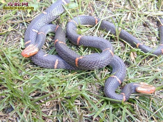 喜玛拉雅白头蛇种群数量
