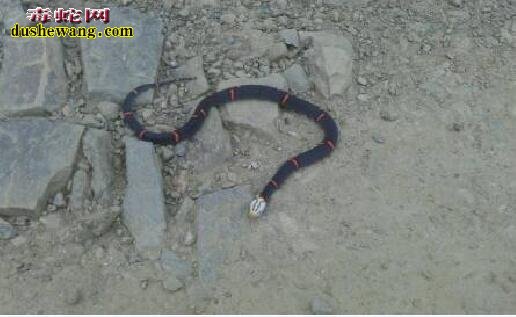 喜玛拉雅白头蛇毒性