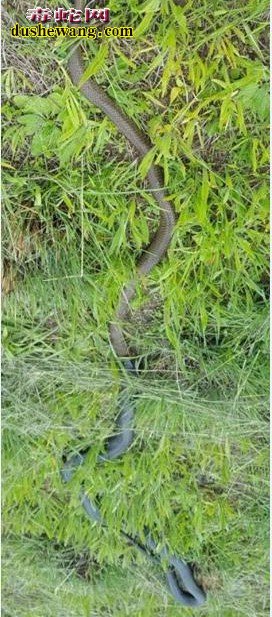 同类相残：实拍澳洲毒蛇捕食同类组图