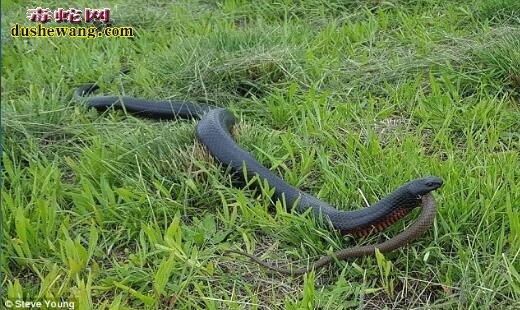 同类相残:实拍澳洲毒蛇捕食同类组图