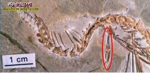 X射线扫描真足蛇化石 解密史前蛇类之谜