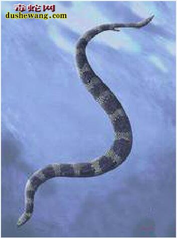 有足蛇真的曾在过 一种古老的蛇种“厚针龙”