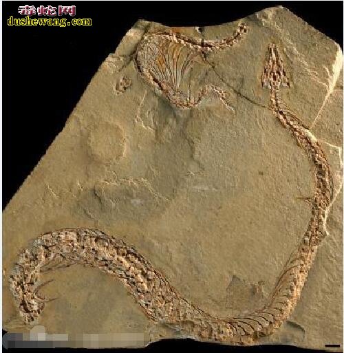 【真足蛇】科学家发现两种远古蛇有脚