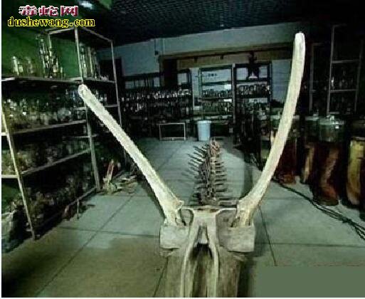 营口坠龙事件