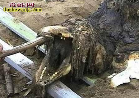 揭秘:2000年黑山子坠龙事件